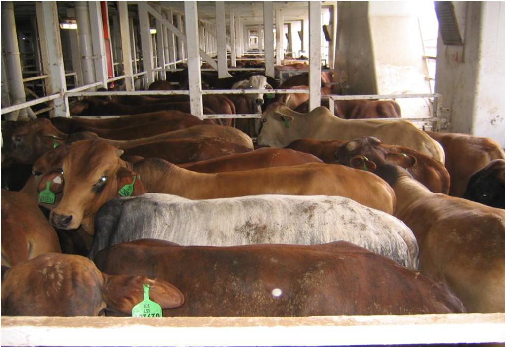 Live-Export-Typical-Stocking-Density